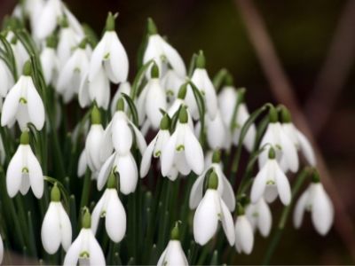 Február a kertben - mire ügyeljünk