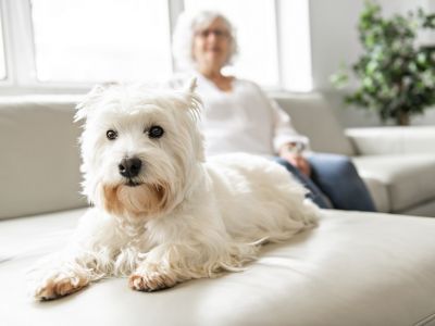 Kutya 65 fölött – Ezeket a kutyákat ajánljuk az idős korosztálynak