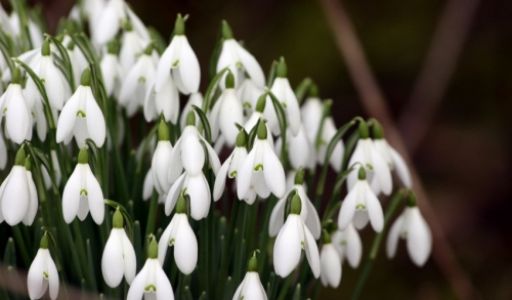 Február a kertben - mire ügyeljünk