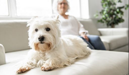 Kutya 65 fölött – Ezeket a kutyákat ajánljuk az idős korosztálynak